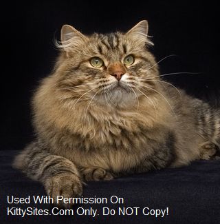 Forest*Star Siberians