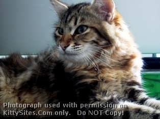 ForestWind Siberians