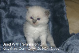Genotype Cats - Ragdolls