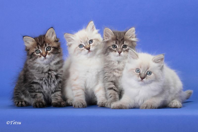 Glorious Siberians
