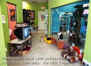 Good Mews Animal Foundation