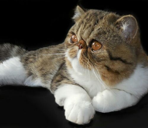 Hollow Hills Persians & Exotics