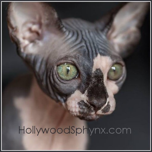 HollywoodSphynx