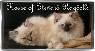 House of Steward Ragdolls