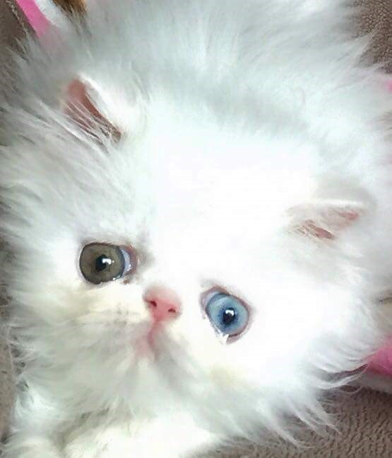 Kitten Candy Persians
