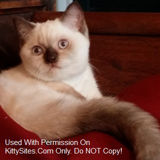 Kitty Hawk Cattery