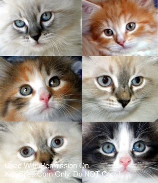 Kriska Siberians