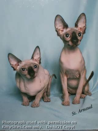 sphynx cat pictures. Sphynx Cat Breeders At KittySites.Com (Grouped By Location)