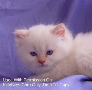 Lionzden Cattery