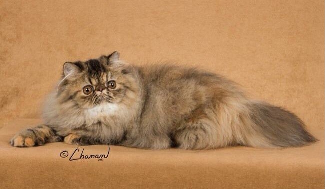 Loylaine Cattery