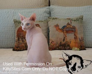 Lucid Sphynx