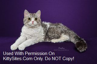 Lyricurls Selkirk Rex Catttery