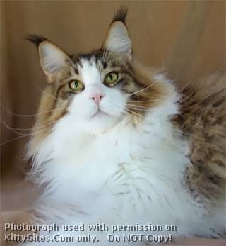 Maine Coon Breeder - Sharing