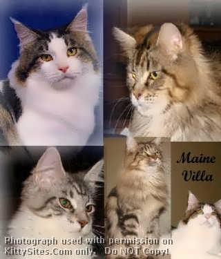 I am a small Breeder of the Maine Coon line of cat in the Wadsworth,