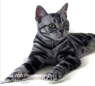 Maple Bay American Shorthairs