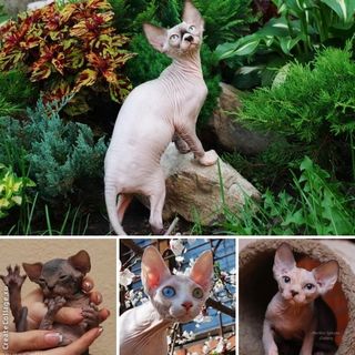 Merloni Sphynx Cattery