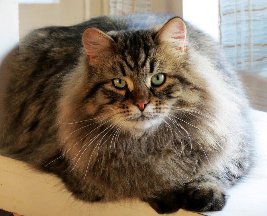 Mystic Melody Siberians