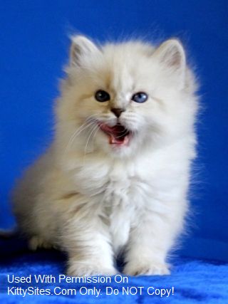Cattery Formula Uspekha*rus