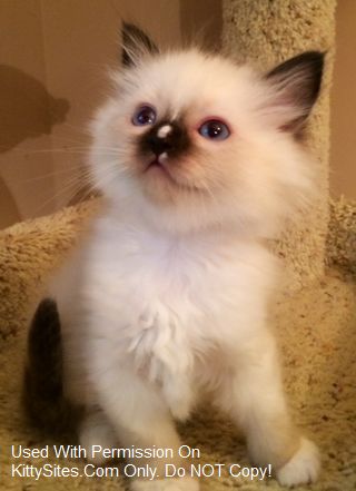 North Gaston Ragdolls