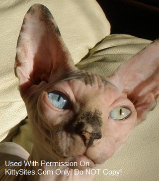No Hair There Sphynx