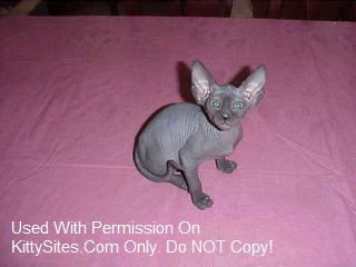 We offer precious Sphynx