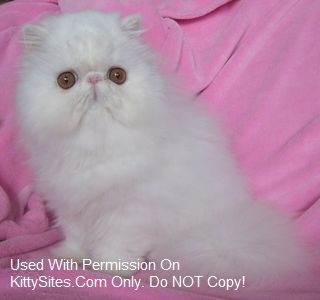 Oceanpurrls BiColor & Solid White Persians