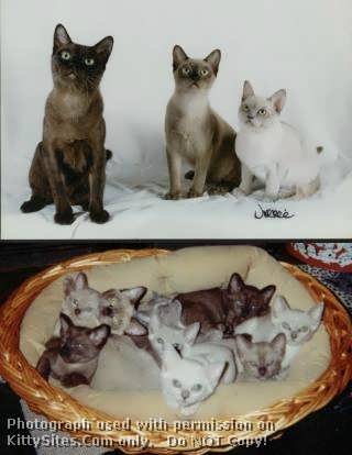 Burmese cats and kittens,