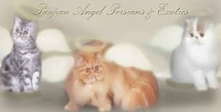 Paupau Angel Persians & Exotics