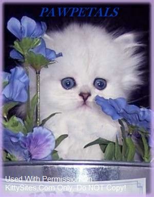 Adorable Pawpetals Christian Cattery