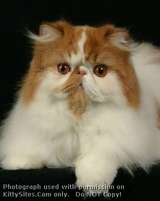 Picturesque Persians