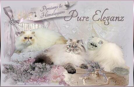Pure Eleganz Persians