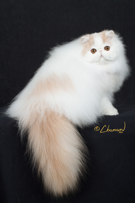 Purr-ivity Persians and Exotics, LLC.