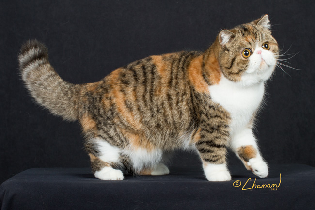 Purr-ivity Persians and Exotics, LLC.
