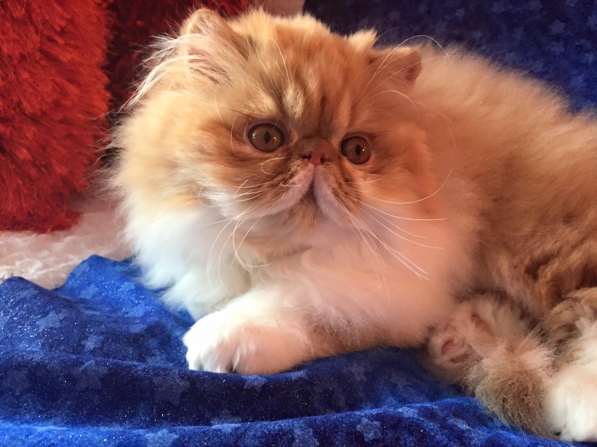 Purr Kitty Cattery