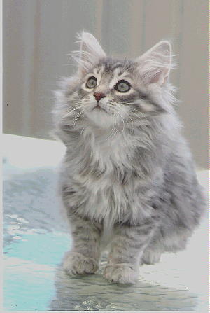 Purrshka Siberian Cats