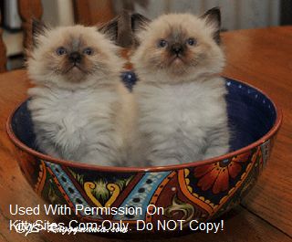 Ragdoll Kittens: from