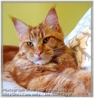 Ray du Soleil is a small Maine Coon Cattery located in the northwest suburbs
