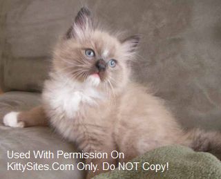 Our ragdoll kittens are