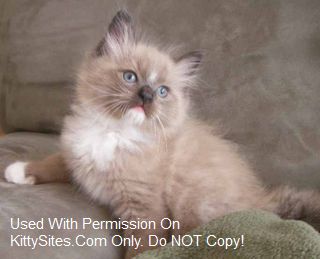 Ragdoll Cats in Virginia