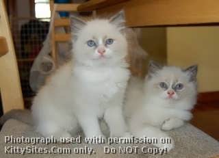 Rouletii Ragdolls