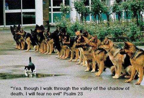 funny picture 2