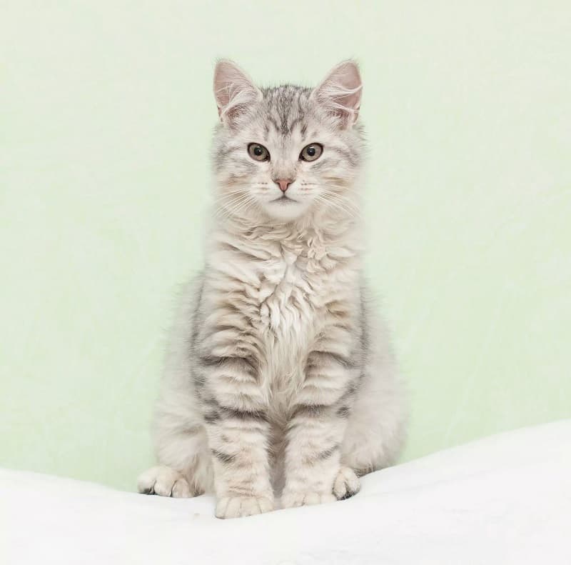 Siberian Cat Cat Breeders: Illinois | KittySites.Com