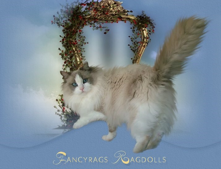 Fancyrags Ragdolls