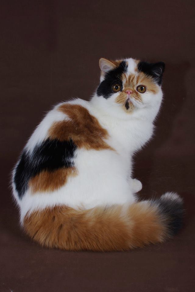 Where To Buy Exotic Shorthair Kittens In Florida British Shorthair