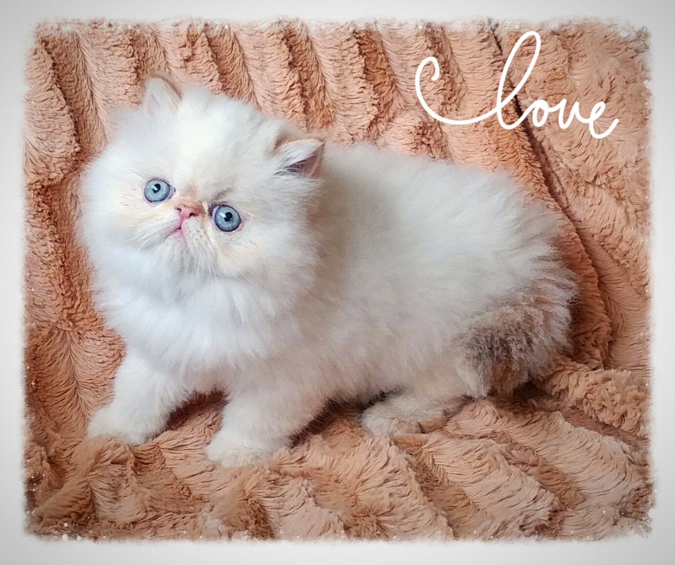 Lela Persian and Exotic shorthair