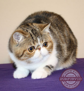 Exotic Shorthair and Persians