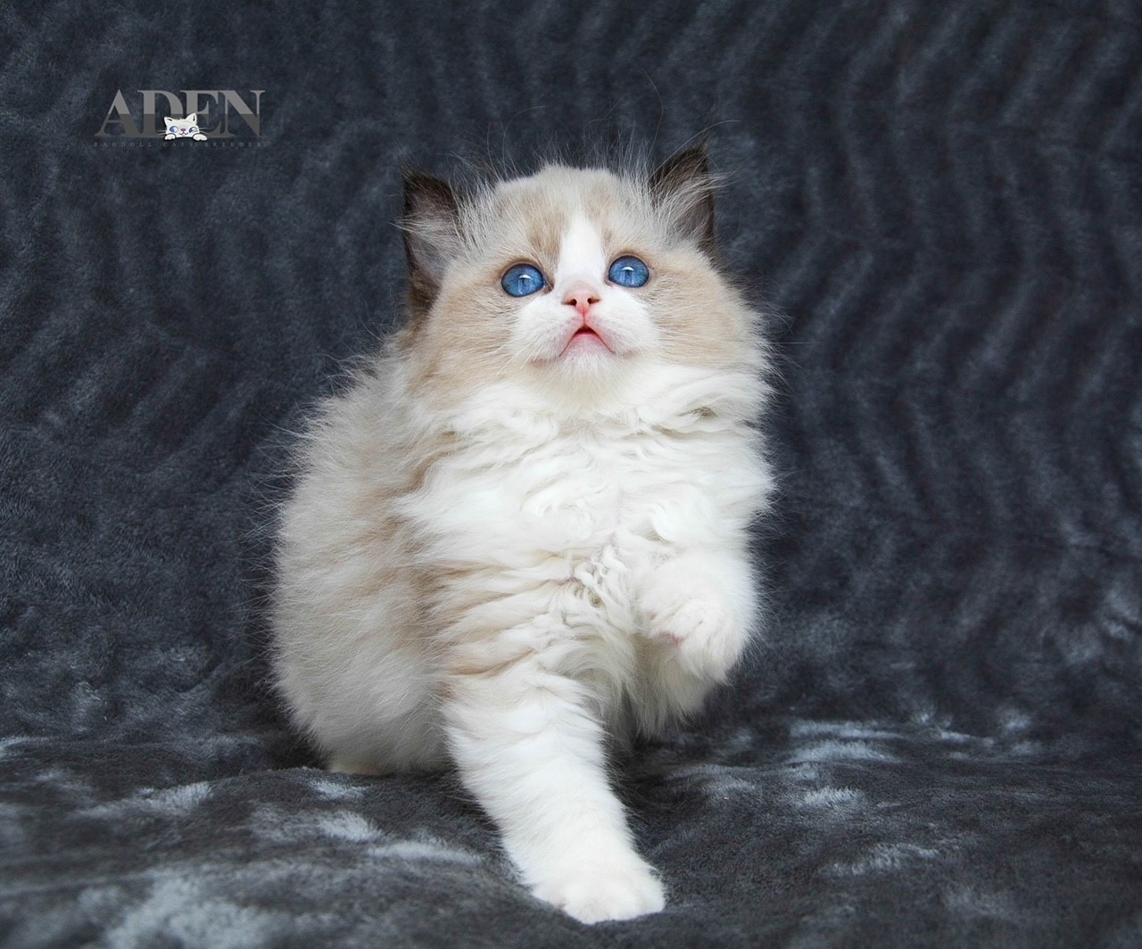 Rags2Love Cattery, Fluffy Loveable and Stunning Ragdoll Kittens