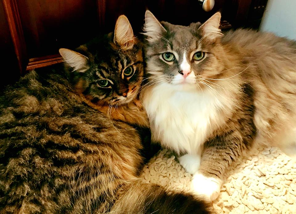 Aurora Siberians