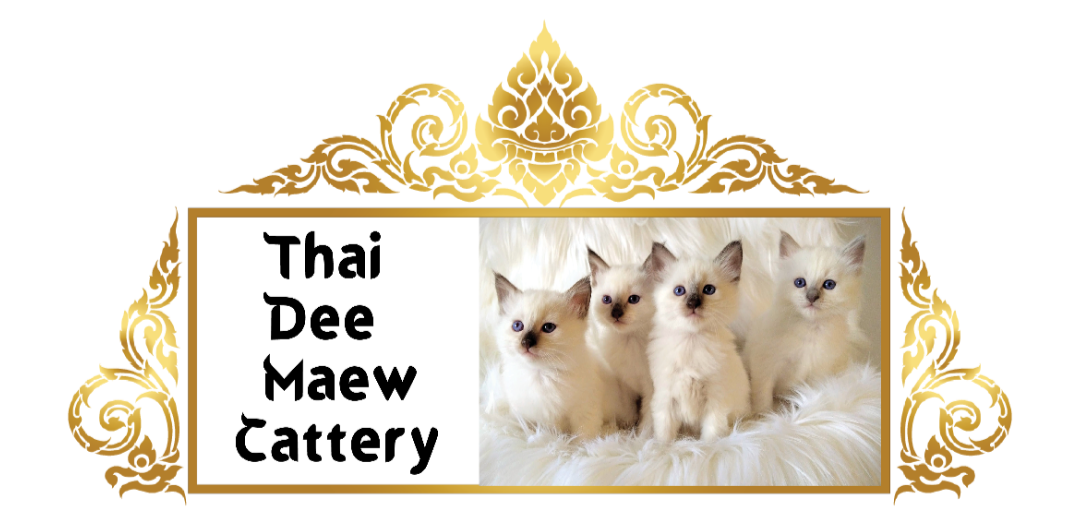 Thai Dee Maew Cattery