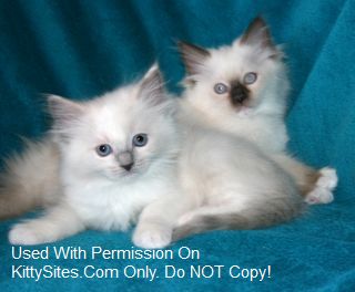 Ragdoll Cats & Kittens of Rainbow Ragdolls Cattery Alberta Canada